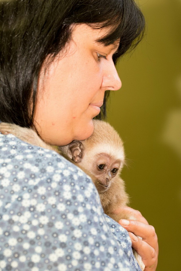 neguvatelka-od-skopje-zoo-spasila-malo-gibonche-koe-majkata-go-frlila-vo-edno-od-ezercata-sega-toa-ne-se-deli-od-nea-10.jpg