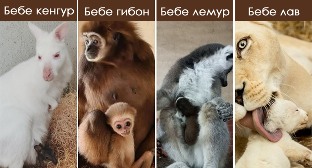 novo-bebe-lama-site-bebinja-shto-se-rodija-vo-skopje-zoo-periodov-foto-001.jpg