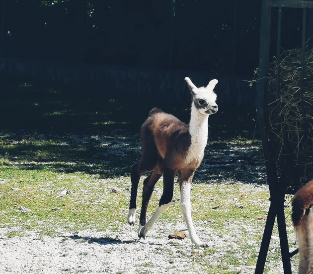 novo-bebe-lama-site-bebinja-shto-se-rodija-vo-skopje-zoo-periodov-foto-01.jpg