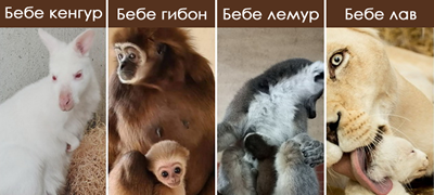 novo-bebe-lama-site-bebinja-shto-se-rodija-vo-skopje-zoo-periodov-foto-01povekje.fw.png