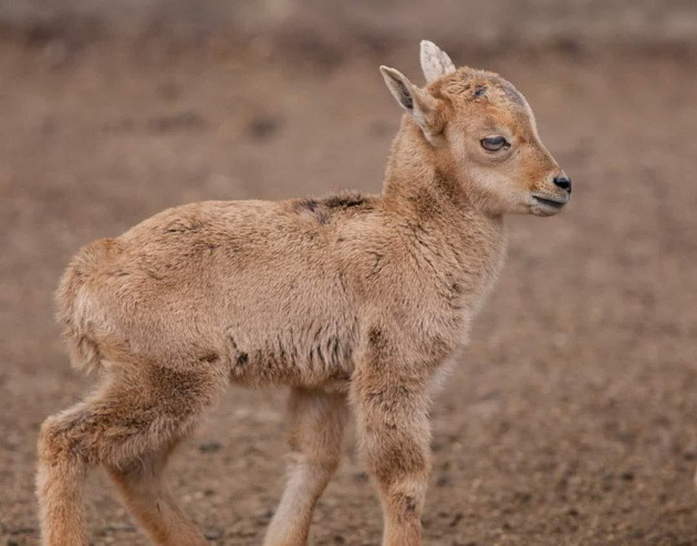 novo-bebe-lama-site-bebinja-shto-se-rodija-vo-skopje-zoo-periodov-foto-05.jpg