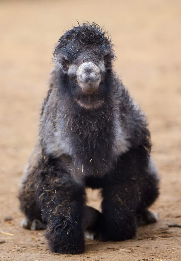 novo-bebe-lama-site-bebinja-shto-se-rodija-vo-skopje-zoo-periodov-foto-06.jpg