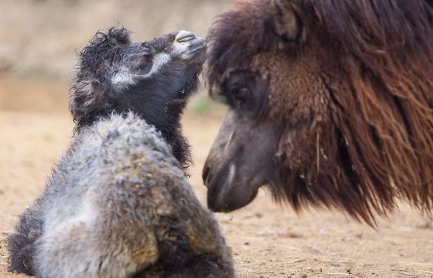 novo-bebe-lama-site-bebinja-shto-se-rodija-vo-skopje-zoo-periodov-foto-07.jpg