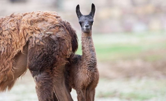 novo-bebe-lama-site-bebinja-shto-se-rodija-vo-skopje-zoo-periodov-foto-11.jpg