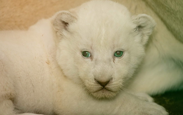 novo-bebe-lama-site-bebinja-shto-se-rodija-vo-skopje-zoo-periodov-foto-12.jpg