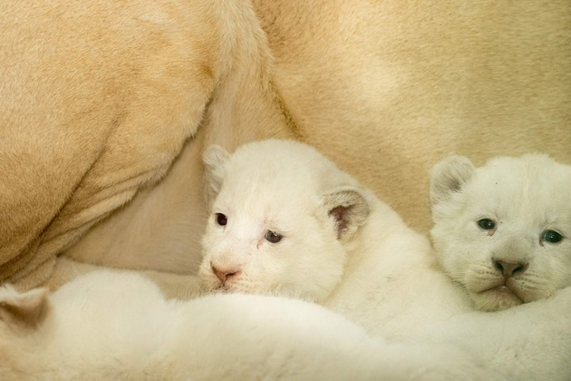 novo-bebe-lama-site-bebinja-shto-se-rodija-vo-skopje-zoo-periodov-foto-14.jpg