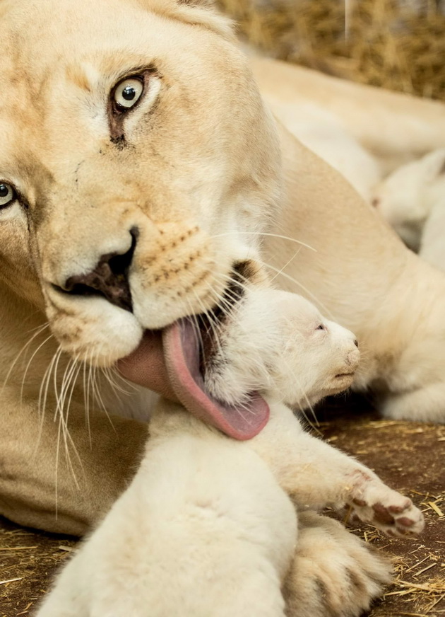 novo-bebe-lama-site-bebinja-shto-se-rodija-vo-skopje-zoo-periodov-foto-17.jpg