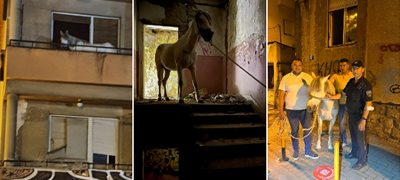 skopje-zoo-vo-spasuvachka-akcija-zgrizhen-konj-koj-bil-ostaven-na-terasa-vo-debar-maalo-foto-povekje-01.jpg