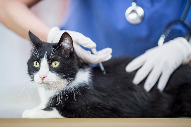 8-raboti-shto-mora-da-gi-pravite-za-vashiot-milenik-spored-veterinari-07.jpg