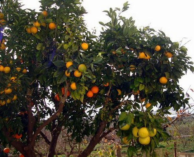 crvenata-prehranbena-boja-se-dobiva-od-bubachki-i-ushte-7-fakti-za-hranata-shto-kje-ve-iznenadat-08.jpg