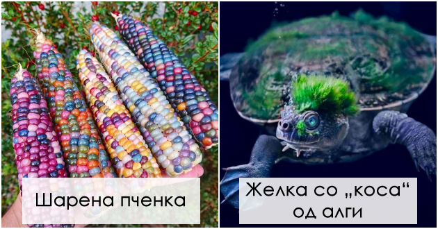 fotografii-koi-pokazhuvaat-kolku-e-volshebna-i-mornichava-prirodata-01.jpg