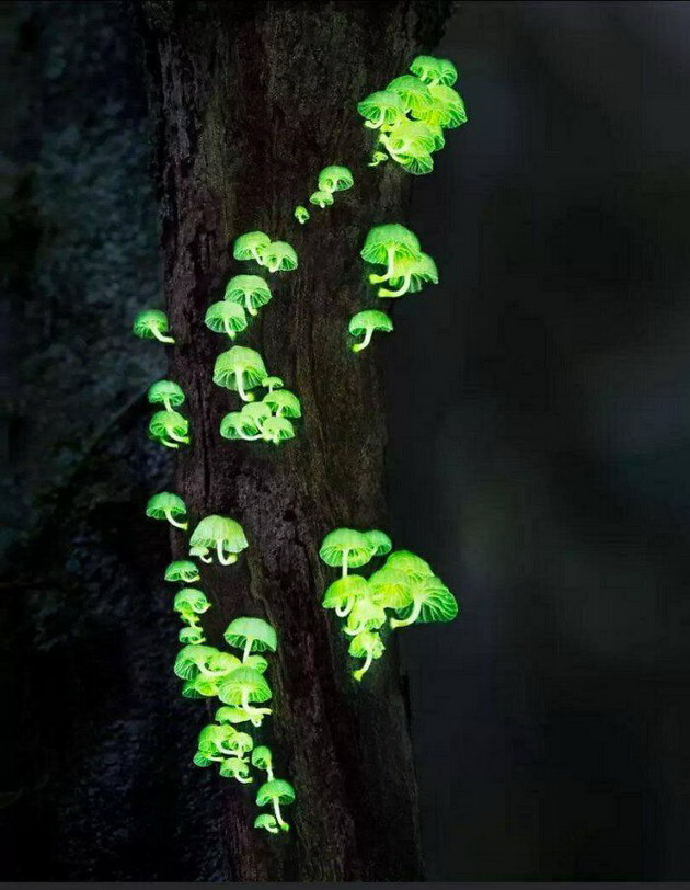 fotografii-koi-pokazhuvaat-kolku-e-volshebna-i-mornichava-prirodata-11.jpg