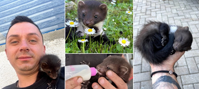 human-dechko-od-bitola-spasi-kuna-koja-bila-rechisi-mrtva-i-daval-mleko-so-cucla-ja-odnel-na-veterinar-foto-01povekje.jpg