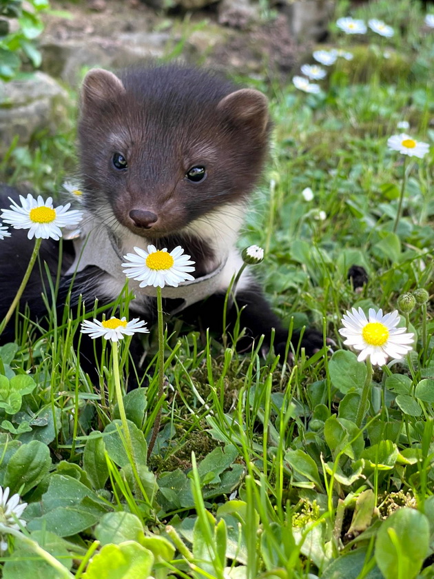 human-dechko-od-bitola-spasi-kuna-koja-bila-rechisi-mrtva-i-daval-mleko-so-cucla-ja-odnel-na-veterinar-foto-05.jpg