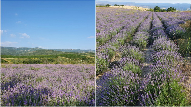 makedonska-ubavina-nedogledni-polinja-so-lavanda-vo-demirkapisko-raj-za-ochi-foto-01.jpg