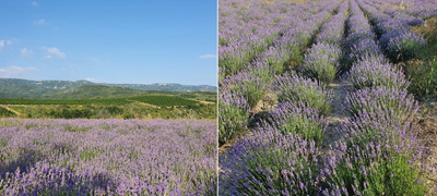 makedonska-ubavina-nedogledni-polinja-so-lavanda-vo-demirkapisko-raj-za-ochi-foto-01povekje.jpg