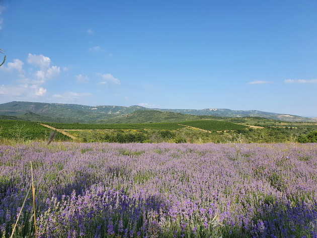 makedonska-ubavina-nedogledni-polinja-so-lavanda-vo-demirkapisko-raj-za-ochi-foto-02.jpg