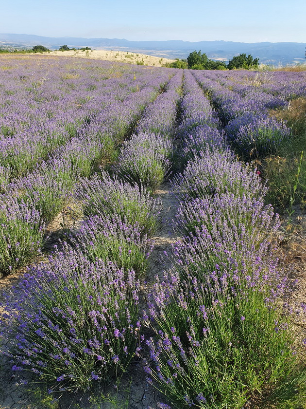 makedonska-ubavina-nedogledni-polinja-so-lavanda-vo-demirkapisko-raj-za-ochi-foto-03.jpg