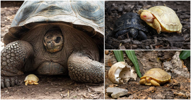 prvpat-vo-istorijata-vo-zooloshka-vo-shvajcarija-se-rodi-albino-galapagos-zhelka-foto-01.jpg