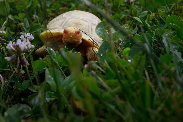 prvpat-vo-istorijata-vo-zooloshka-vo-shvajcarija-se-rodi-albino-galapagos-zhelka-foto-03.jpg