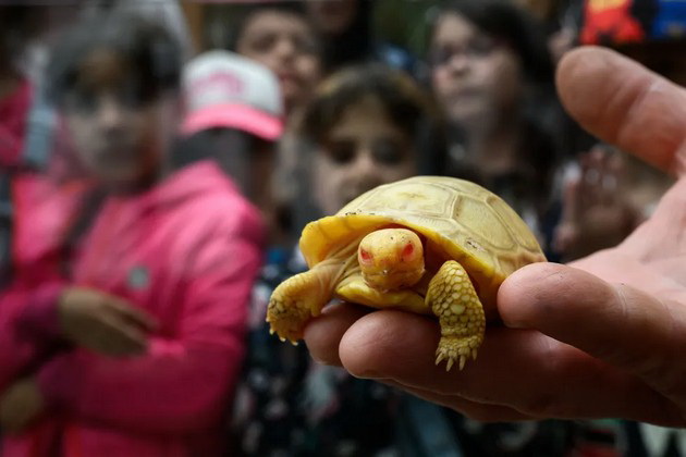 prvpat-vo-istorijata-vo-zooloshka-vo-shvajcarija-se-rodi-albino-galapagos-zhelka-foto-04.jpg