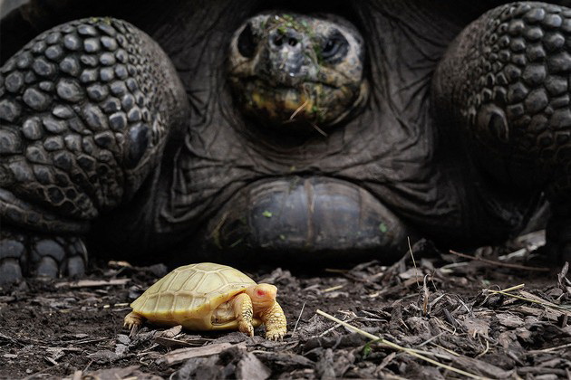 prvpat-vo-istorijata-vo-zooloshka-vo-shvajcarija-se-rodi-albino-galapagos-zhelka-foto-05.jpg