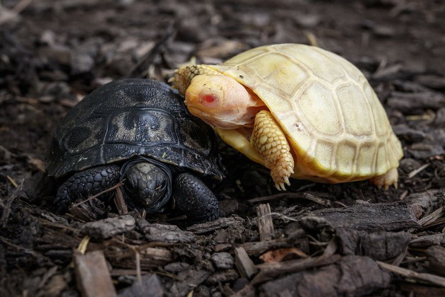 prvpat-vo-istorijata-vo-zooloshka-vo-shvajcarija-se-rodi-albino-galapagos-zhelka-foto-06.jpg