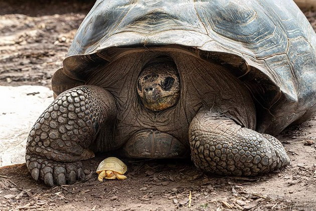 prvpat-vo-istorijata-vo-zooloshka-vo-shvajcarija-se-rodi-albino-galapagos-zhelka-foto-07.jpg