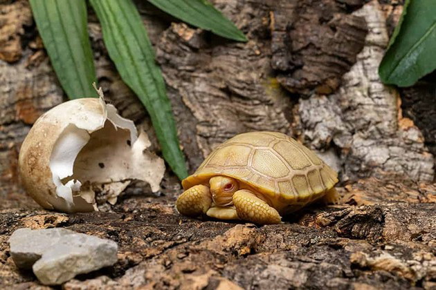 prvpat-vo-istorijata-vo-zooloshka-vo-shvajcarija-se-rodi-albino-galapagos-zhelka-foto-09.jpg