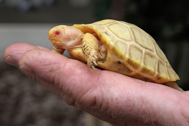 prvpat-vo-istorijata-vo-zooloshka-vo-shvajcarija-se-rodi-albino-galapagos-zhelka-foto-10.jpg