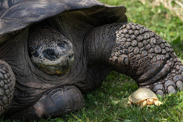 prvpat-vo-istorijata-vo-zooloshka-vo-shvajcarija-se-rodi-albino-galapagos-zhelka-foto08.jpg