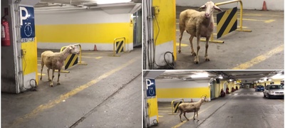 zalutana-ovca-na-parkingot-na-gradski-trgovski-centar-nikoj-ne-znae-chija-i-kako-se-nashla-tamu-video-povekje.jpg