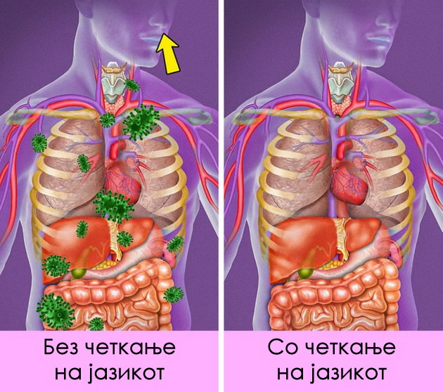 zoshto-nautro-treba-da-go-chetkate-i-jazikot-04.jpg