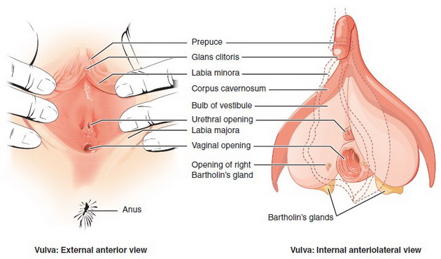 anatomija-na-zhenskiot-polov-sistem-s-shto-treba-da-znaete-kako-izgledaat-organite-kade-se-oploduva-jajceto-promeni-po-poroduvanje-02.jpg