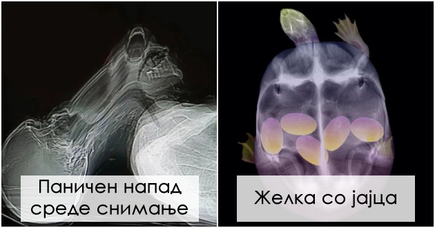 chovek-koj-si-gi-trie-ochite-bremena-machka-rendgenski-snimki-shto-kje-ve-faciniraat-foto-video-01.jpg