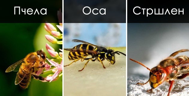 kolku-se-opasni-strshlenite-i-kako-da-se-spravite-so-nivniot-ubod-02.jpg