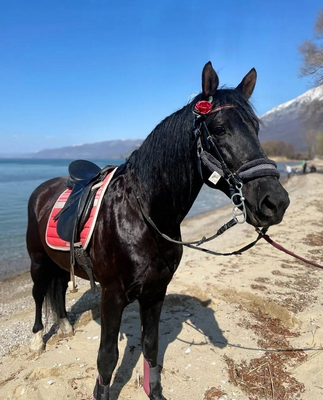 miki-markoski-raboti-na-ranch-so-konji-vo-ljubanishta-begav-od-uchilishte-za-da-minuvam-vreme-so-mojot-konj-05.jpg