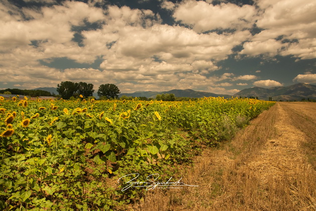 nadrealna-ubavina-nedogledni-polinja-sonchogledi-megju-prilep-i-makedonski-brod-foto-02.jpg