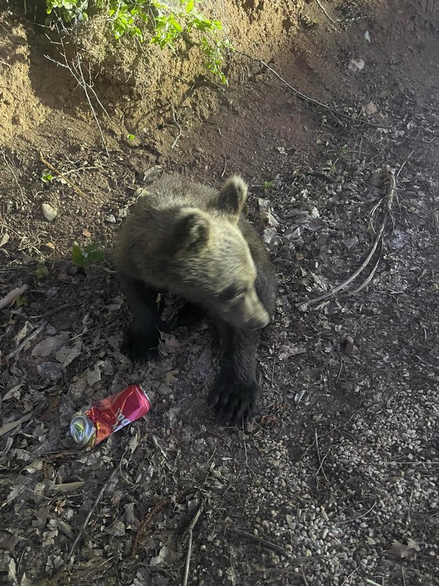 pozitiva-na-denot-struzhanec-spasil-malo-povredeno-meche-na-pat-od-radozhda-kon-struga-foto-video-02.jpg