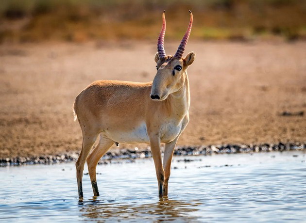 okapi-i-ushte-7-unikatni-zhivotni-koi-izgledaat-nerealno-07.jpg