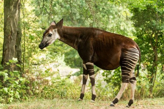 okapi-i-ushte-7-unikatni-zhivotni-koi-izgledaat-nerealno-08.jpg