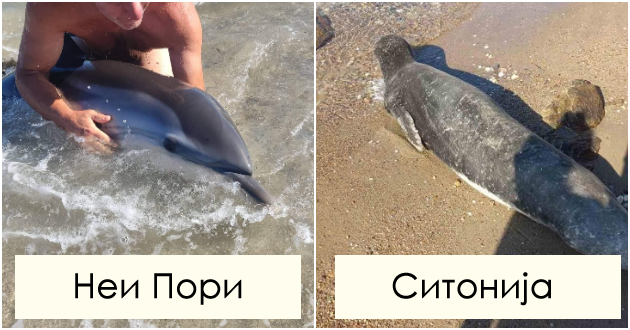 golemite-branovi-gi-doturkaa-na-bregot-turisti-spasija-delfin-i-foka-vo-grcija-foto-01.jpg