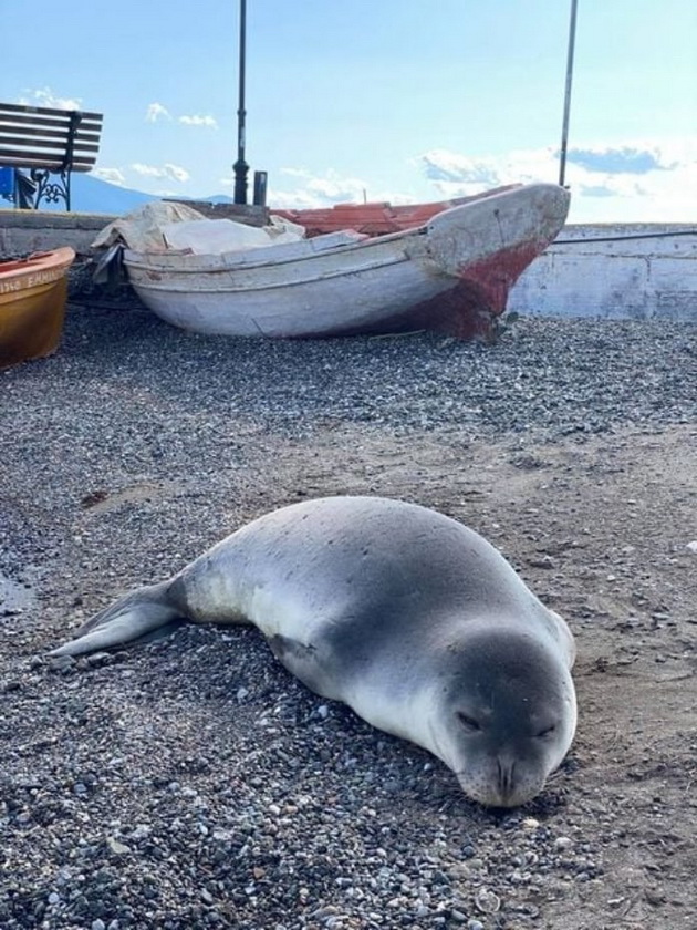 golemite-branovi-gi-doturkaa-na-bregot-turisti-spasija-delfin-i-foka-vo-grcija-foto-02.jpg