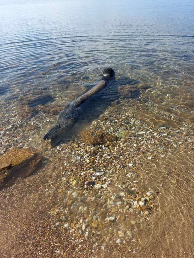 golemite-branovi-gi-doturkaa-na-bregot-turisti-spasija-delfin-i-foka-vo-grcija-foto-03.jpg