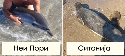 golemite-branovi-gi-doturkaa-na-bregot-turisti-spasija-delfin-i-foka-vo-grcija-foto-povekje-01.jpg