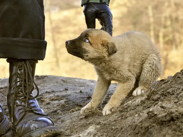 9-znaci-deka-vasheto-kuche-ne-vi-veruva-i-se-plashi-od-vas-i-kako-da-go-promenite-toa-07.jpg