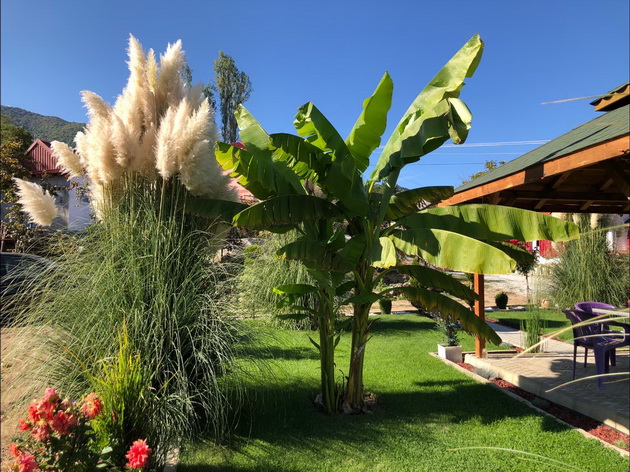 pampas-treva-banana-drvo-sovrsheno-uredenoto-dvorche-na-aneta-vo-bitolskoto-selo-kanino-foto-03.jpg