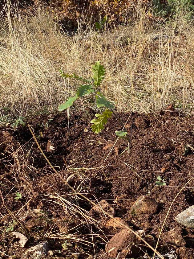 skopskite-badnikari-zasadija-30-mladi-stebla-dab-po-povod-30-godini-postoenje-07.jpg