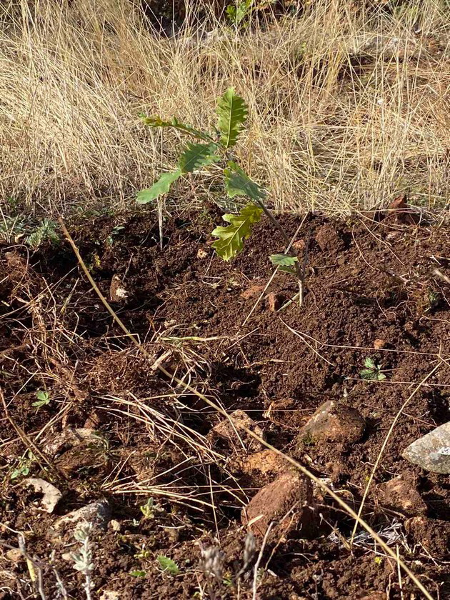 skopskite-badnikari-zasadija-30-mladi-stebla-dab-po-povod-30-godini-postoenje08.jpg