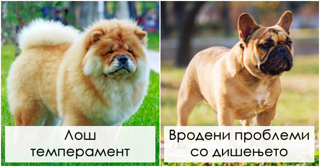 veterinar-otkriva-koi-rasi-na-kuchinja-nikogash-ne-bi-gi-kupil-i-zoshto-01.jpg